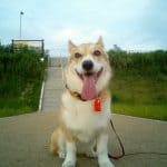 Keep Your Pet Safe